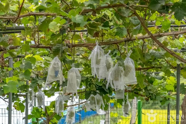 오하포도농원 사진