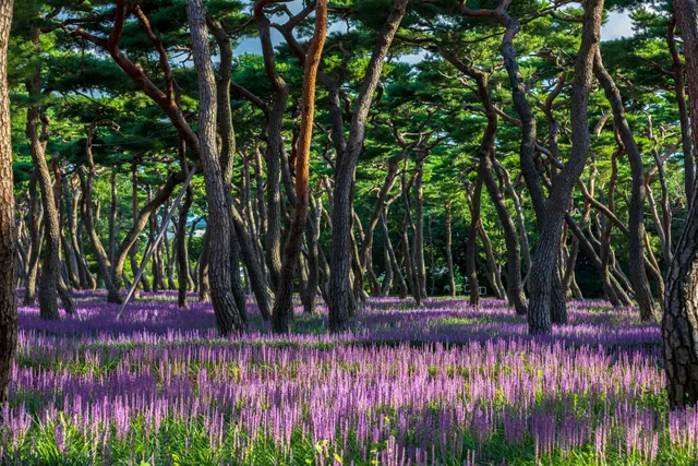 황성공원 사진