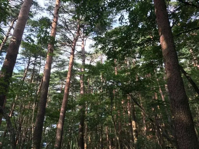 국립대관령치유의숲 사진