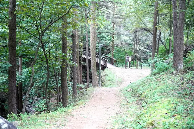 국립 백운산자연휴양림(원주) 사진