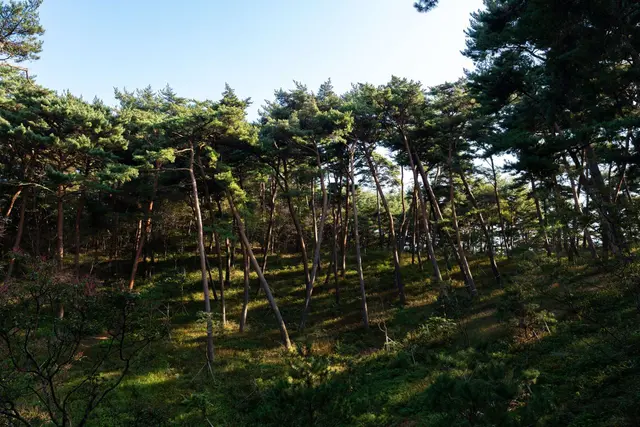 안면도자연휴양림 사진