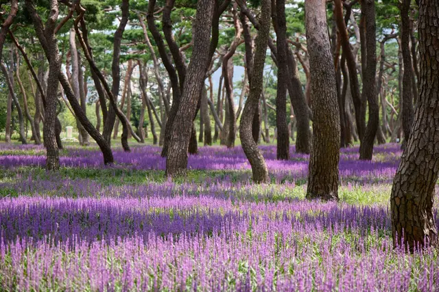 황성공원 사진