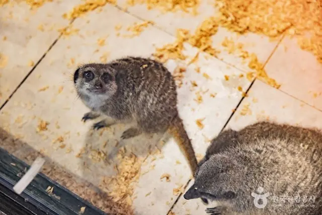 헬로애니멀 사진