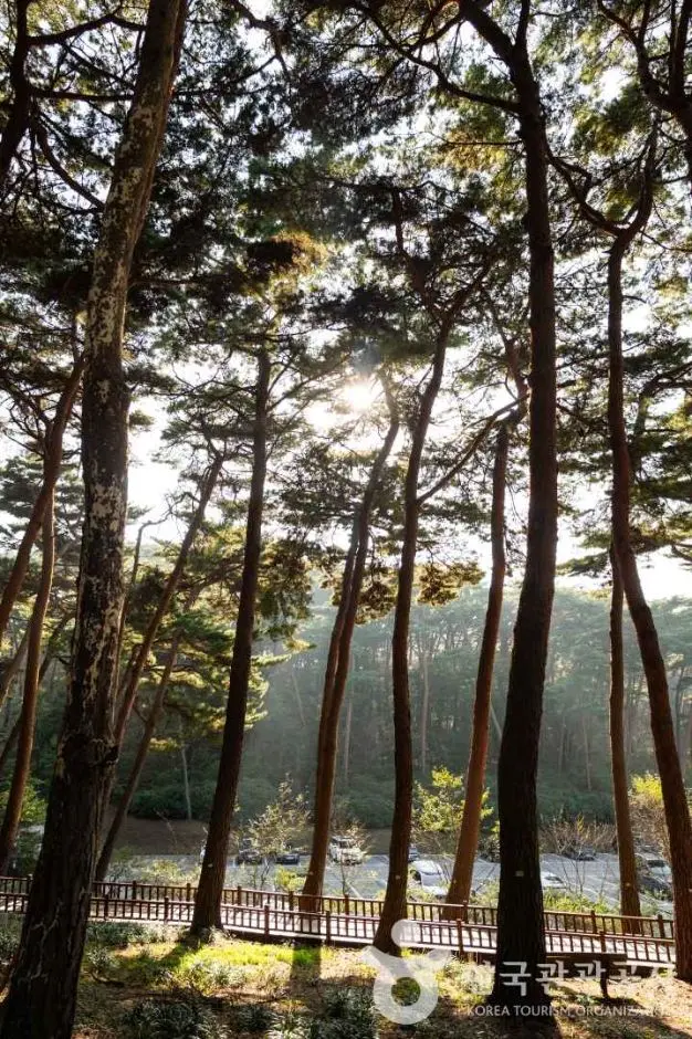 안면도자연휴양림 사진