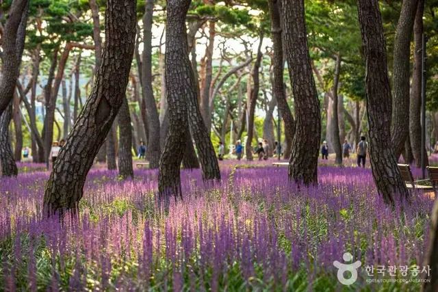 황성공원 사진