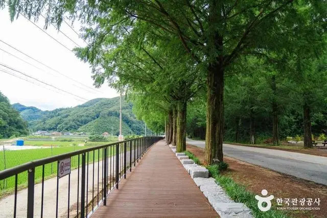 부귀 메타세쿼이아길 사진