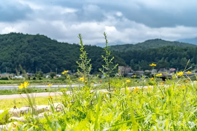 양양남대천체육공원 사진