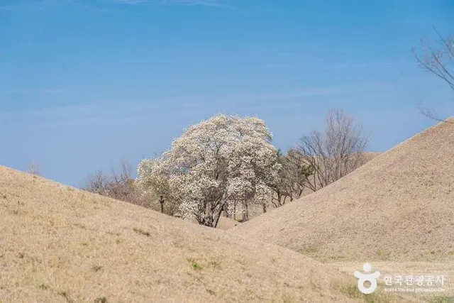 경주 대릉원 사진