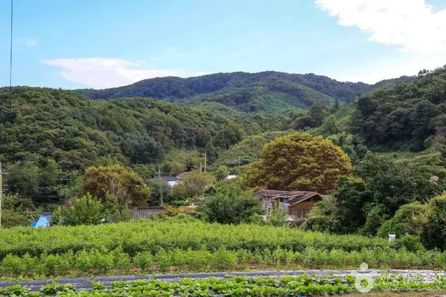 여주 팜스테이마을 사진