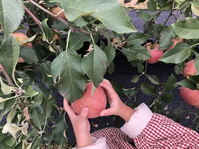 사과숲애 사진