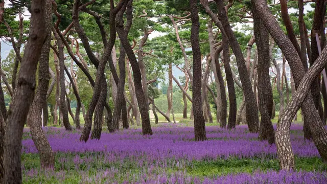 황성공원 사진