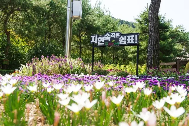 보령 무궁화수목원 사진