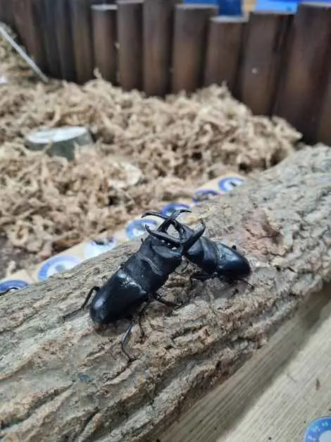 굼벵이브라더스 사진