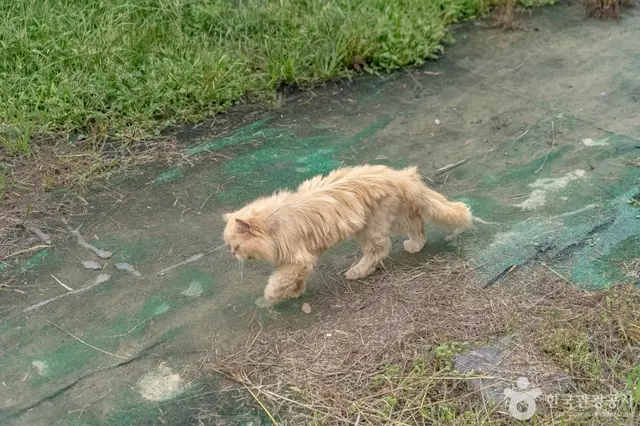 애니멀스토리 사진