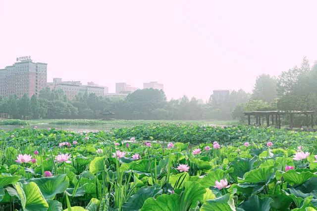 덕진공원 사진