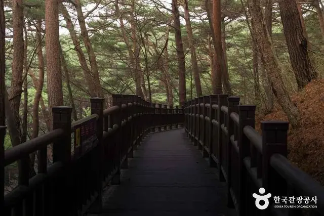 안면도자연휴양림 사진