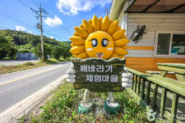 여주 해바라기마을 사진