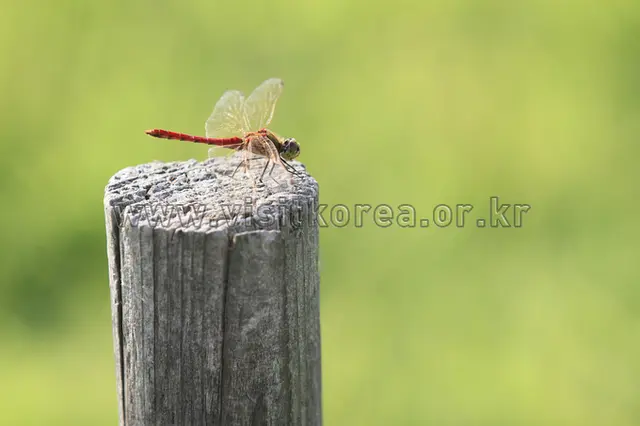 올림픽공원 사진