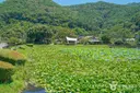 상리연꽃공원 사진
