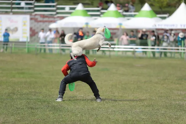 진도개테마파크 사진