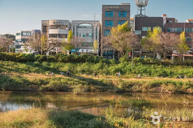 갑천 사진