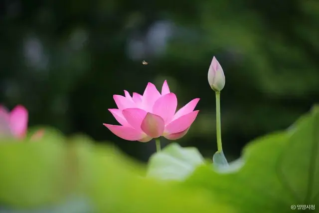 밀양연꽃단지 사진