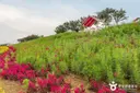 맨드라미정원 사진