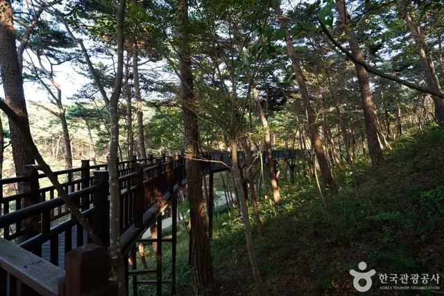 안면도자연휴양림 사진