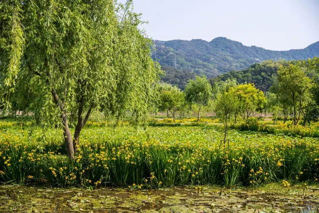 거창창포원 사진