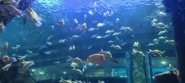 대전아쿠아리움 사진