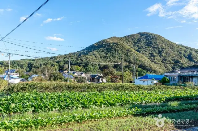 은골구기자마을 사진