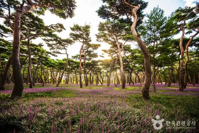 황성공원 사진