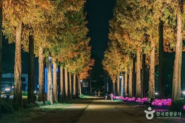 덕산 메타세쿼이아길 사진