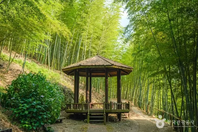 거제맹종죽테마공원 사진