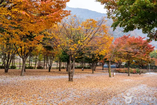월악오토캠핑장 사진