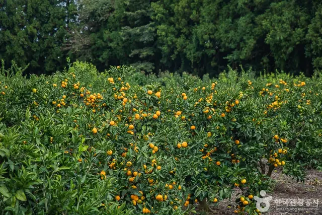 보메와산감귤체험농장 사진