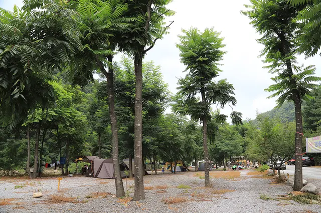 별마로빌리지캠핑장 사진