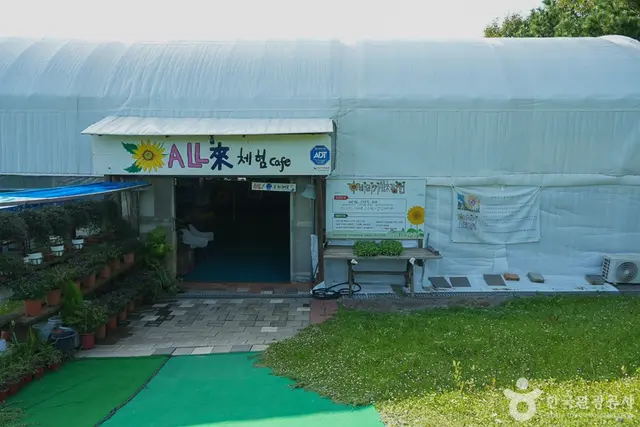 해바라기올래정원 사진