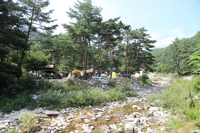 소나무와계곡캠핑장 사진