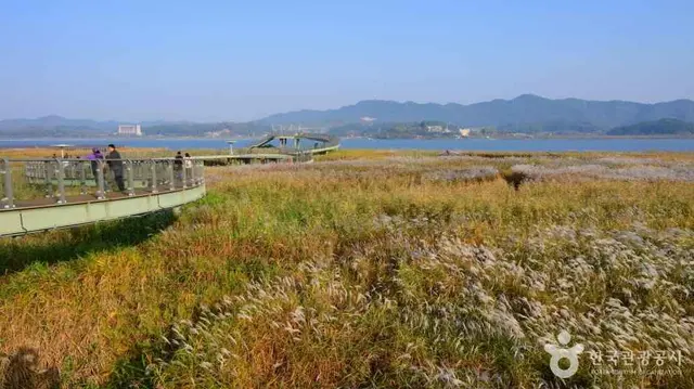 서천 신성리 갈대밭 사진