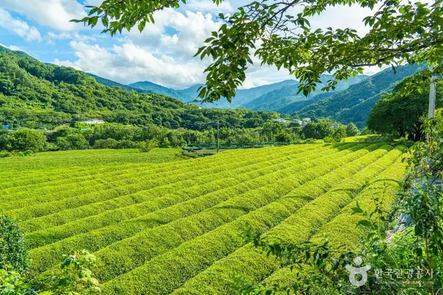 하동 삼신녹차마을 사진