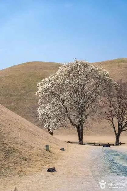 경주 대릉원 사진