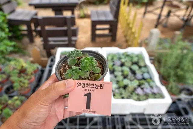 원평허브농원 사진