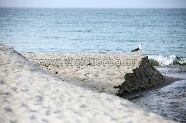 용화해수욕장 사진