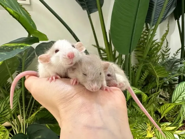 마리앤쥬 사진