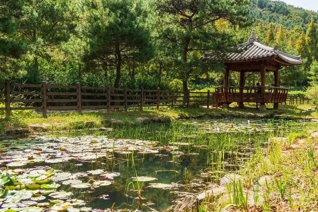 보령 무궁화수목원 사진