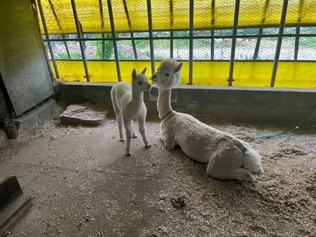 대관령아기동물농장 사진