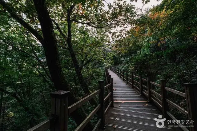 좌구산 자연휴양림 사진
