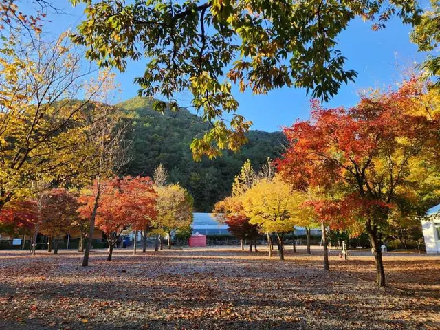 두산분교캠핑장 사진