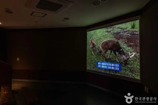 제주 노루생태관찰원 사진
